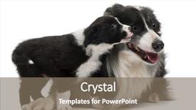  Presentation with border collie 4 years - Amazing theme having border collies interacting in front backdrop and a  colored foreground