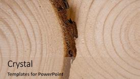  Presentation with tree rings section - Cool new slides with pine tree trunk cross-section backdrop and a coral colored foreground