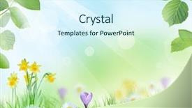  Presentation with spring - Amazing PPT layouts having border design - beautiful spring background backdrop and a sky blue colored foreground