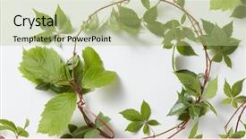  Presentation with hedera helix - Presentation featuring border design - frame green ivy plant hedera background and a mint green colored foreground