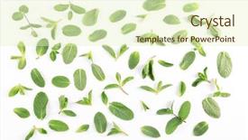  Presentation with mint - Amazing PPT theme having border frame - fresh mint leaves pattern top backdrop and a  colored foreground