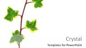  Presentation with ivy - Colorful slides enhanced with border made of green ivy isolated on white background backdrop and a white colored foreground