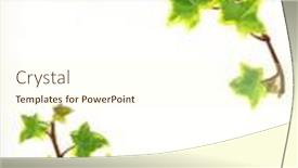  Presentation with ivy - Colorful presentation design enhanced with border made of green ivy isolated on white background backdrop and a cream colored foreground