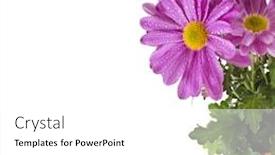  Presentation with border flower - Cool new PPT theme with border of beautiful bouquet of pink chrysanthemum flower daisy isolated on white background backdrop and a white colored foreground