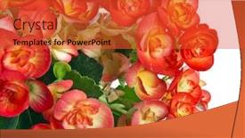  Presentation with border flower - Audience pleasing presentation design consisting of border of begonia flower isolated on white background backdrop and a red colored foreground