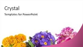  Presentation with certificate border for academic recognition - Presentation theme having border of blooming primrose primula background and a white colored foreground