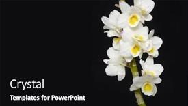  Presentation with flower border - Presentation enhanced with border-of-branch-tropical-white background and a black colored foreground