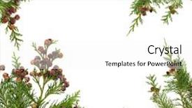  Presentation with cedar - Cool new slides with border-of-cedar-cypress-leaf backdrop and a white colored foreground