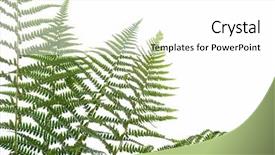  Presentation with fern - Audience pleasing slides consisting of border of ferns isolated backdrop and a white colored foreground