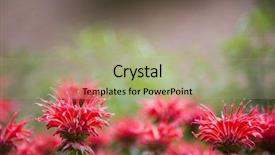  Presentation with floral border lavender flowers - Colorful PPT theme enhanced with bottom borders - border of flowering bee balm backdrop and a mint green colored foreground