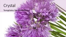  Presentation with flowers border - Slides consisting of lavender bracts macro - border of flowers of head background and a coral colored foreground