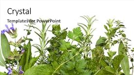  Presentation with oregano - PPT layouts with border of fresh herbs over white background includes sage mint spearmint rosemary coriander parsley oregano and thyme background and a white colored foreground