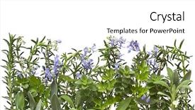  Presentation with oregano - PPT theme having border of fresh herbs with white background includes flowering rosemary sage parsley and oregano background and a white colored foreground