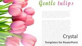  Presentation with border pink - Beautiful slide deck featuring border of gentle pink tulips fresh spring flowers bouquet isolated on white background backdrop and a white colored foreground