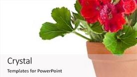  Presentation with geranium - Audience pleasing PPT layouts consisting of goals aim purpose mission target concept backdrop and a gray colored foreground