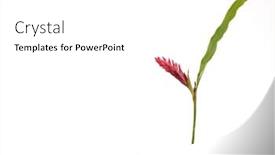  Presentation with flower border - Colorful slide set enhanced with border-of-ginger-lily-stalk backdrop and a white colored foreground