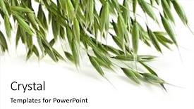  Presentation with oat - Beautiful PPT layouts featuring border of green oat seeds close up isolated on white background backdrop and a white colored foreground