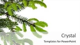  Presentation with pine - Colorful PPT layouts enhanced with border of green tree branch with young shoots of pine isolated on white backdrop and a white colored foreground