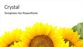  Presentation with flowers border - Presentation consisting of border of large sunflowers background and a white colored foreground