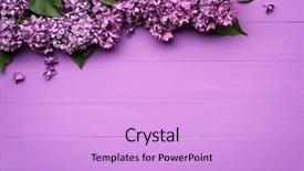  Presentation with flowers border - Theme having border of lilac flowers spring background and a lavender colored foreground