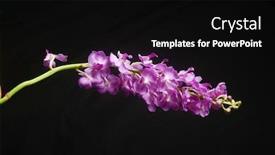  Presentation with border pink - PPT theme with border-of-pink-orchid-flower background and a black colored foreground