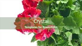  Presentation with geranium - Amazing PPT theme having border of red geranium flower backdrop and a forest green colored foreground