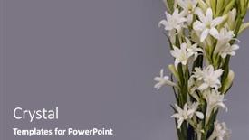  Presentation with tuberose - PPT theme having border-of-tuberose-bud background and a  colored foreground