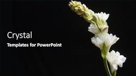  Presentation with flowers border - Presentation theme consisting of border-of-tuberose-flowers background and a black colored foreground