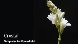  Presentation with flowers border - Colorful presentation design enhanced with border-of-tuberose-flowers backdrop and a black colored foreground