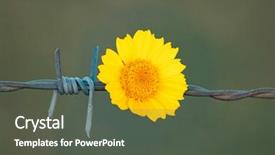  Presentation with flower border - Slide set enhanced with border protection - yellow flower holding background and a dark gray colored foreground