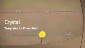  Presentation with flower border - Beautiful PPT layouts featuring border protection - yellow flower holding backdrop and a coral colored foreground