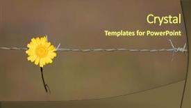  Presentation with border flower - Slide deck with border protection - yellow flower holding background and a tawny brown colored foreground