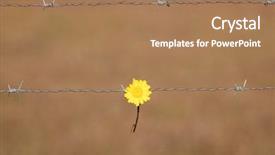  Presentation with border flower - Colorful PPT theme enhanced with border protection - yellow flower holding backdrop and a coral colored foreground