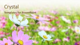  Presentation with garden - Slides with border spring - beautiful flower garden background and a cream colored foreground