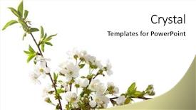 Presentation with cherry blossom - Presentation design enhanced with border spring - cherry in blossom isolated background and a white colored foreground
