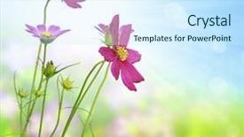  Presentation with border flower - Beautiful PPT theme featuring border spring - flower backdrop and a cool aqua colored foreground