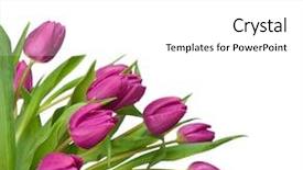  Presentation with purple and gold floral - Presentation design with border spring - purple tulips isolated background and a white colored foreground
