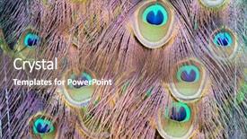  Presentation with peacock feather - Audience pleasing theme consisting of border spring bird - background with patterns made backdrop and a coral colored foreground