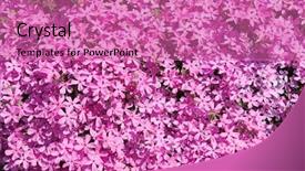  Presentation with bird - Cool new slides with border spring bird - creeping phlox backdrop and a coral colored foreground