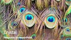  Presentation with peacock feather - Theme enhanced with border spring bird - peacock feather background and a tawny brown colored foreground