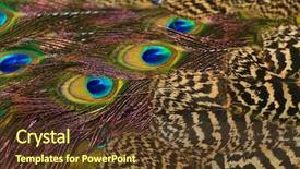  Presentation with peacock - Presentation design featuring border spring bird - peacock feathers close up background and a  colored foreground