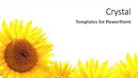  Presentation with sunflower sunflower sunflower sunflower sunflower - Beautiful presentation design featuring border with yellow sunflowers isolated backdrop and a white colored foreground