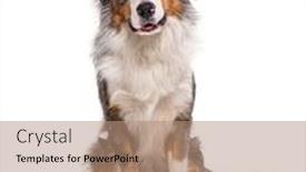  Presentation with cross border - Slide deck having bordernese-cross-between-border-collie background and a  colored foreground