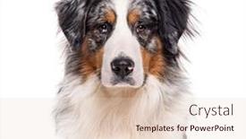  Presentation with cross border - Slide set with bordernese-cross-between-border-collie background and a  colored foreground