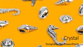  Presentation with sea - Presentation with bottom borders - group of sea conches background and a  colored foreground