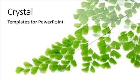  Presentation with certificate border for academic recognition - Amazing presentation theme having borders accents - maiden hair fern frond border backdrop and a white colored foreground