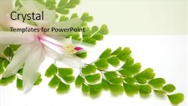  Presentation with fern - PPT theme consisting of stream running through the woods can see the relection of trees in the water background and a gray colored foreground