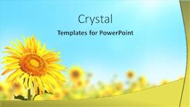  Presentation with sunflowers - Slide deck featuring borders-with-yellow-sunflowers background and a white colored foreground