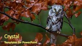  Presentation with multicolored autumn leaves orange yellow red - Theme with boreal owl in the orange background and a tawny brown colored foreground