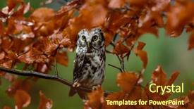  Presentation with orange - Theme enhanced with boreal owl in the orange background and a tawny brown colored foreground